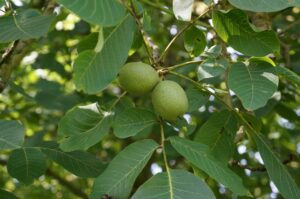 ÇA SENT BON LE BIO À LA NOYERAIE !