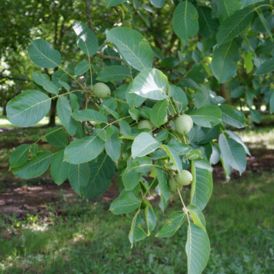 NOIX BIO Calibre moyen 28+ 🏷️  Le colis XXL de 10 kg 🚜 – Image 2