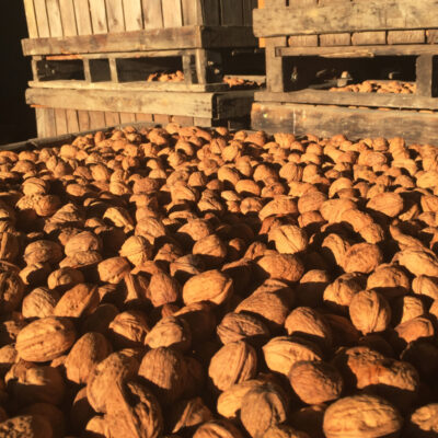 NOIX BIO Gros Calibre 32+ / Filet 1kg  🌿 – Image 3