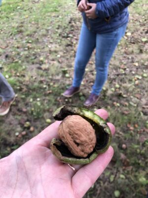 LA RECOLTE DES NOIX EN VIDEO !