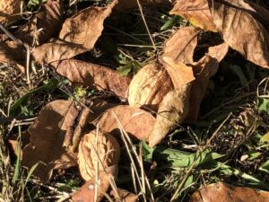 PORTE-OUVERTE 8 OCTOBRE 2022 – Découvrez la récolte des noix