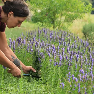 LES TISANES BIO 25g – Image 15