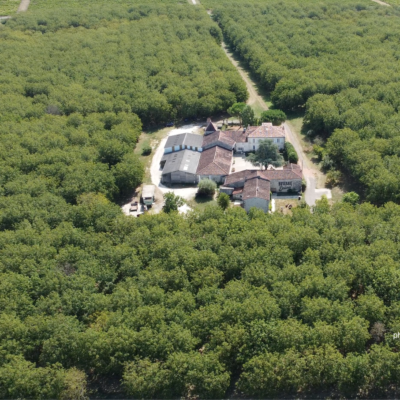 NOIX BIO Gros Calibre 32+ / Filet 1kg  🌿 – Image 5