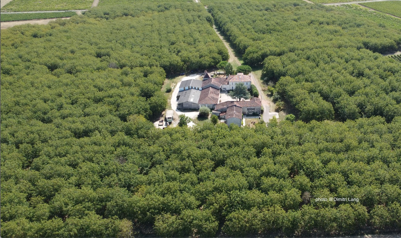 NOIX BIO Gros Calibre 32+ / Filet 1kg  🌿 – Image 5